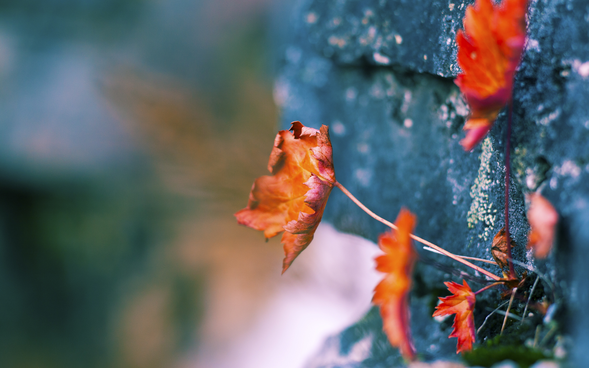 开云中国大陆-全国青少年“篮球+文化”创意节在成都隆重举行，促进体育与文化融合