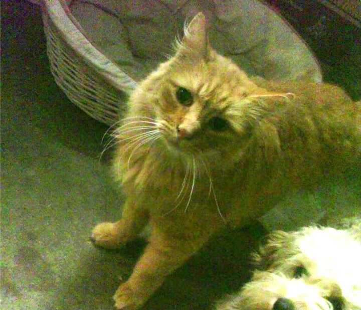 史上最年轻“欧冠英雄”震撼登场,书写历史,最年轻的欧冠夺冠球队