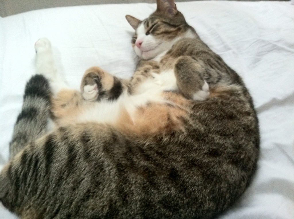 开云官方-法甲：巴黎主场2-1战胜里尔，积分优势扩大，法甲巴黎阵容