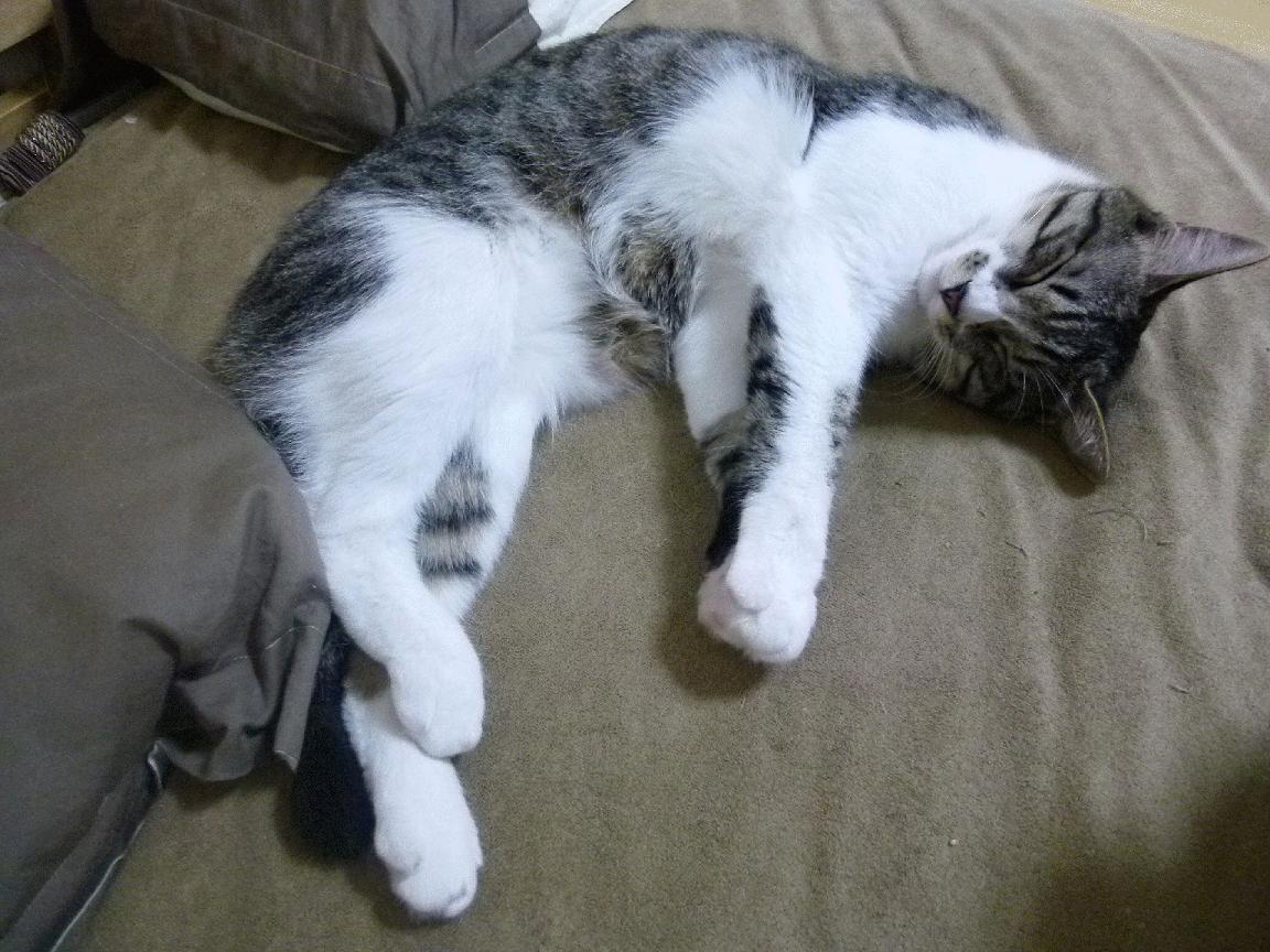 KAIYUN 中国大陆-足球主题纪录片记录国足奋斗历程，国足 纪录片