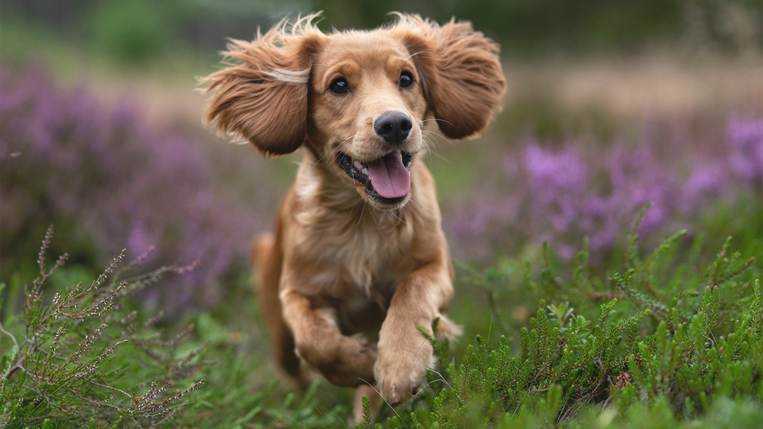 乌克兰国家队意外惊艳,欧国联对手灰头土脸,乌克兰国家队2021