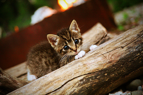 多特蒙德球队神勇表现,势不可挡领跑榜首,多特蒙德 球队