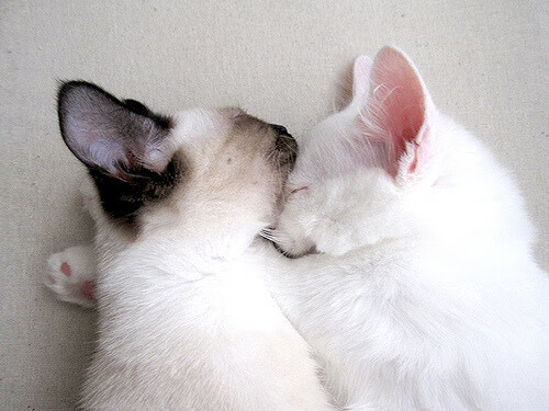 开云·体育全站登录地址-广州恒大将对阵韩国球队，争夺决赛名额，广州恒大对韩国球队战绩