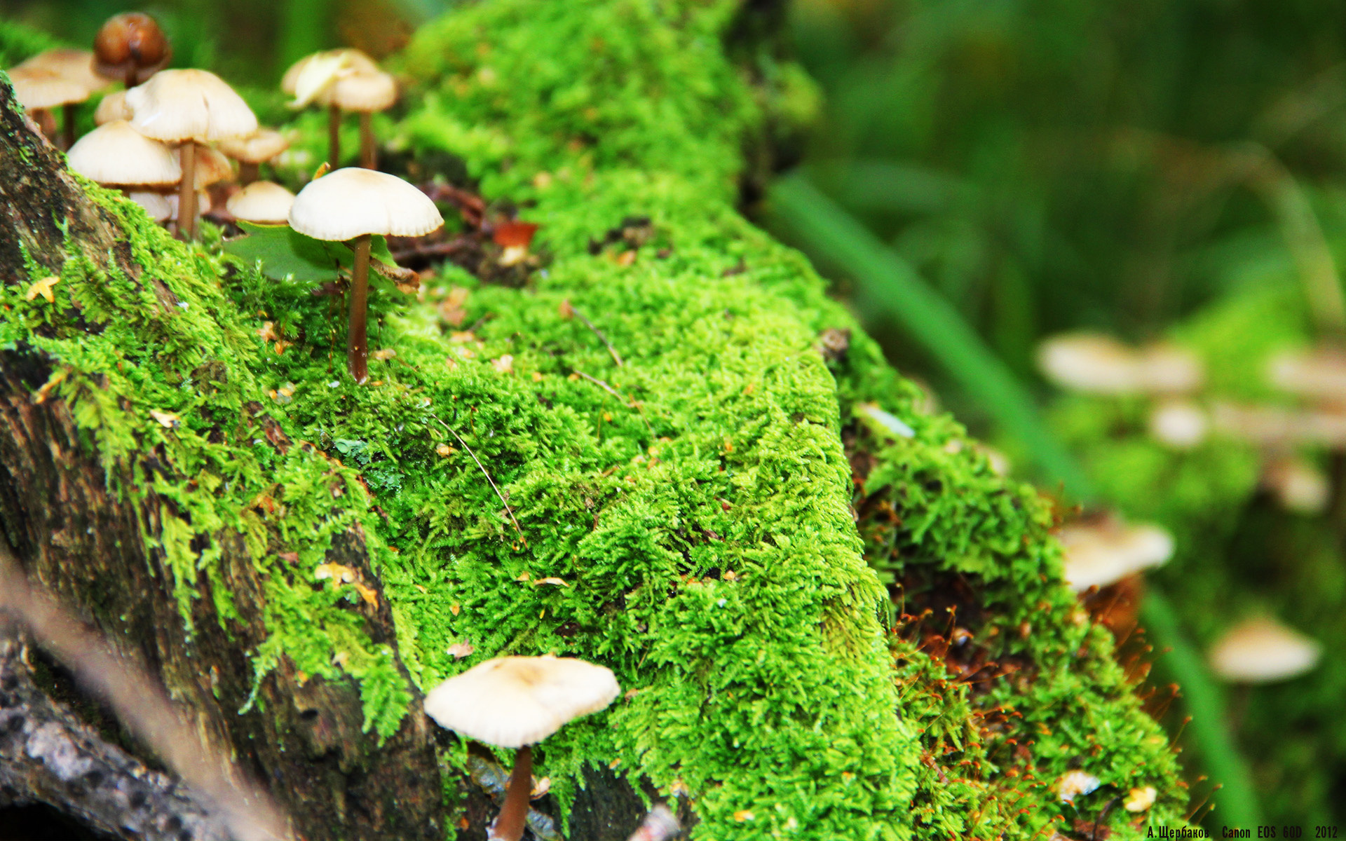 中国足球主教练更替周期趋势研究,中国足球的主教练是谁