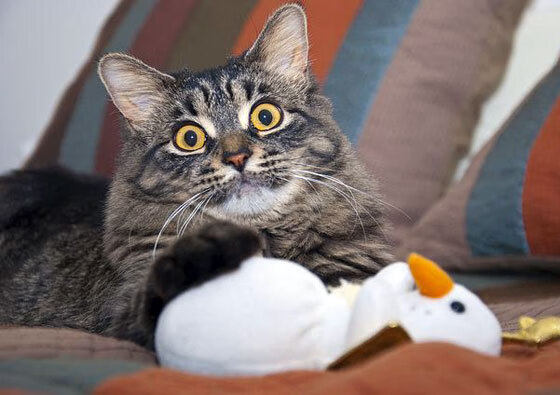 年轻选手心态稳定，大赛发挥不怯场，年轻选手心态稳定,大赛发挥不怯场的原因