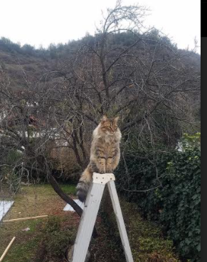 瑞典队乒乓战术:如何通过快速移动产生压迫,瑞典乒乓球鼎盛时期