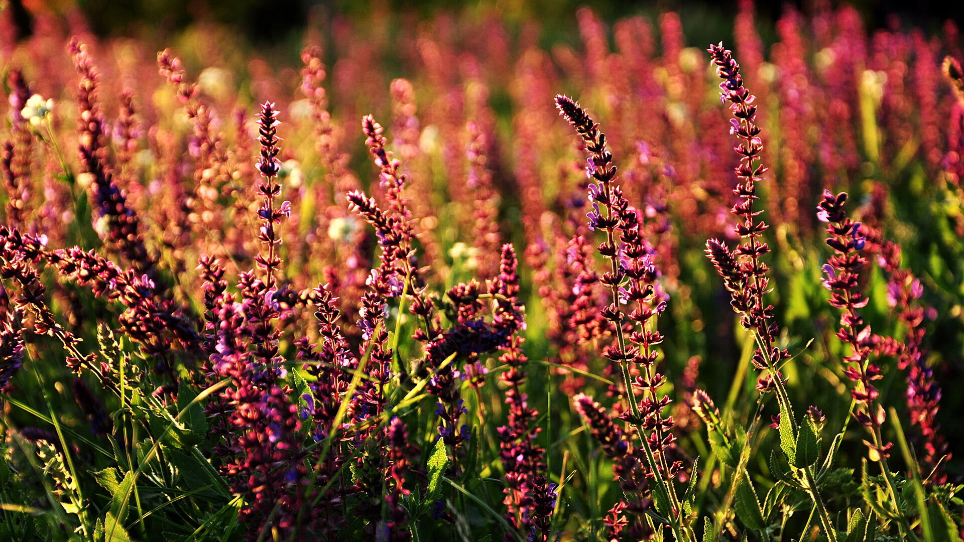 开云全站-奖牌候选动作动作难度系数提升，奖牌办法