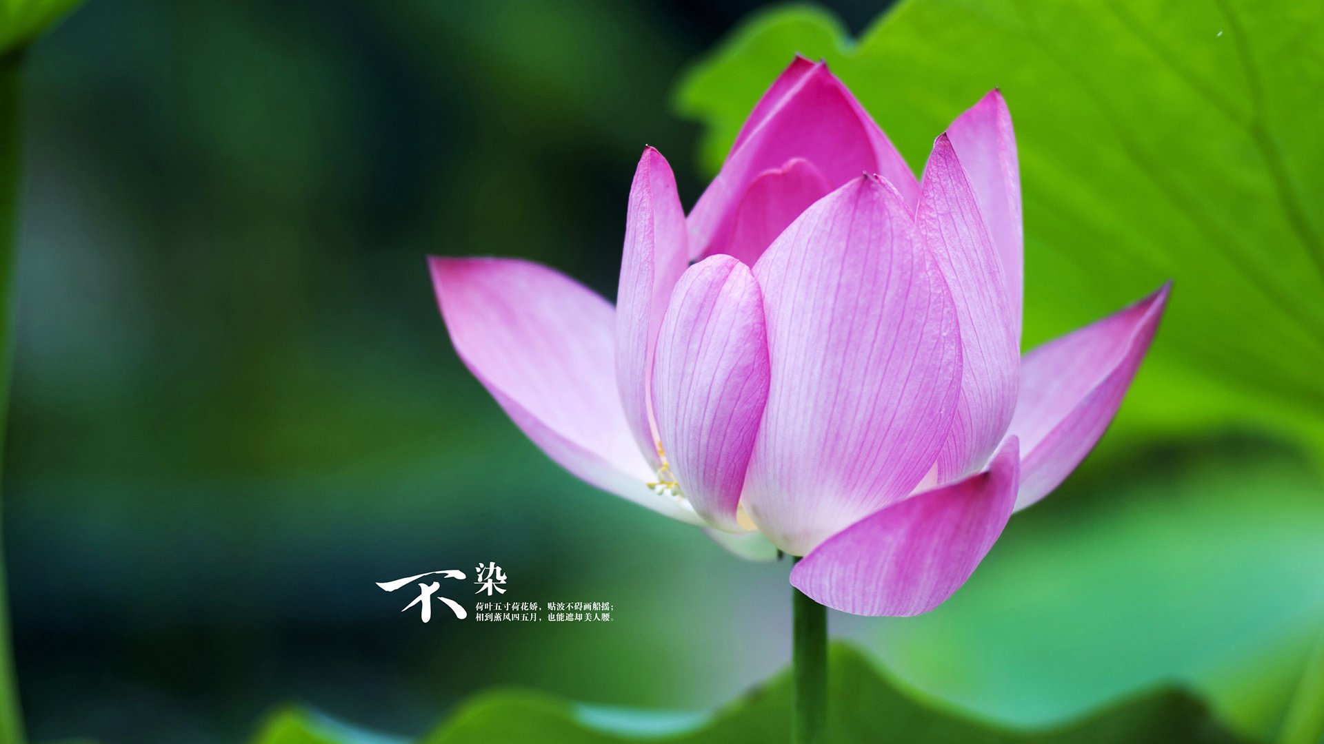 开云网页版-法甲冠军之路：攻守之间的精彩较量，法甲冠军含金量