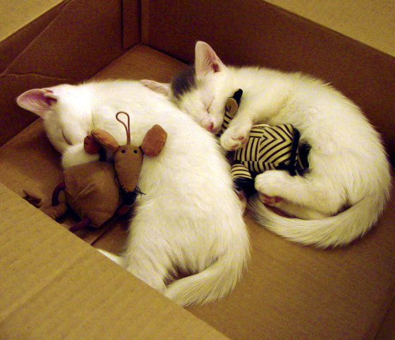 开云全站-马刺前锋接受专访回顾成长历程感人至深，马刺前队员名单