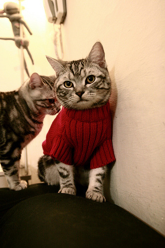 Kaiyun官方登录入口-马术青少年训练计划全国推广，马术国家青少年队员名单