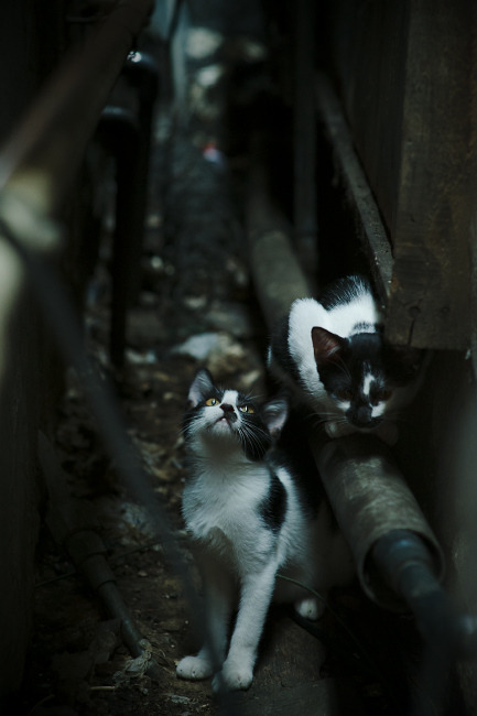 马耳他男篮在欧洲预赛中奋勇拼搏，争创佳绩